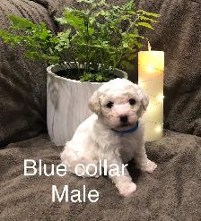 Bichon/Toy Poodle Puppies