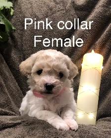 Bichon/Toy Poodle Puppies - Photo 3
