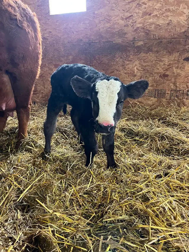 Simmental calf