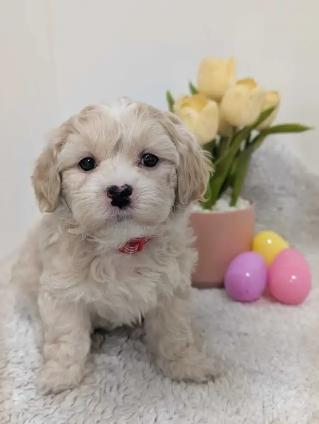 Shihpoo Puppies