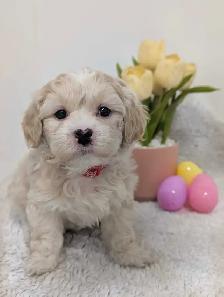 Shihpoo Puppies