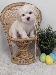 Shihpoo Puppies - Photo 2