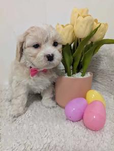 Shihpoo Puppies - Photo 3
