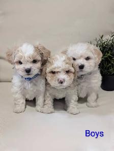 Shihpoo Puppies - Photo 4