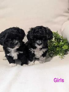 Shihpoo Puppies - Photo 5