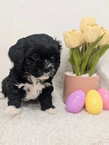 Shihpoo Puppies - Photo 6