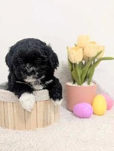 Shihpoo Puppies - Photo 7