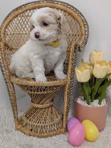 Shihpoo Puppies - Photo 8