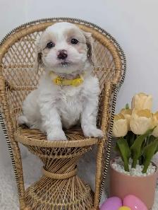 Shihpoo Puppies - Photo 9