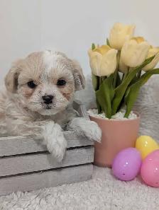 Shihpoo Puppies - Photo 10