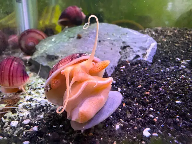 MAGENTA Mystery Snails – $5. ea or 5 for $20.