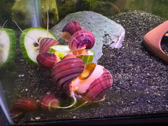 MAGENTA Mystery Snails – $5. ea or 5 for $20. - Photo 2