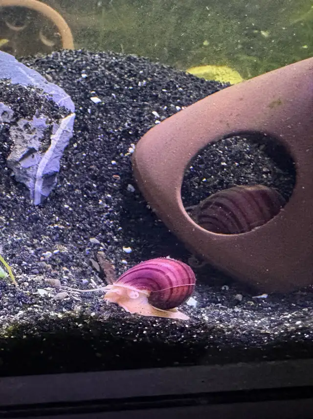 MAGENTA Mystery Snails – $5. ea or 5 for $20. - Photo 3