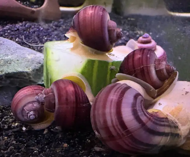 MAGENTA Mystery Snails – $5. ea or 5 for $20. - Photo 4