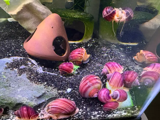 MAGENTA Mystery Snails – $5. ea or 5 for $20. - Photo 5