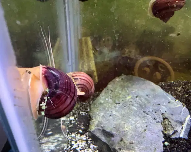 MAGENTA Mystery Snails – $5. ea or 5 for $20. - Photo 6