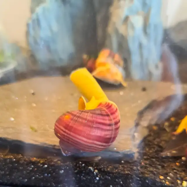 MAGENTA Mystery Snails – $5. ea or 5 for $20. - Photo 7