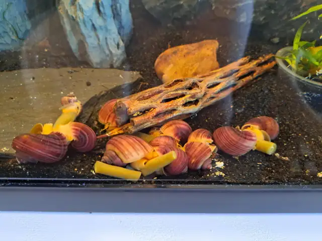 MAGENTA Mystery Snails – $5. ea or 5 for $20. - Photo 8