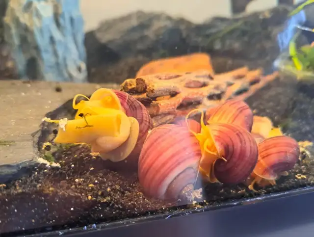 MAGENTA Mystery Snails – $5. ea or 5 for $20. - Photo 9