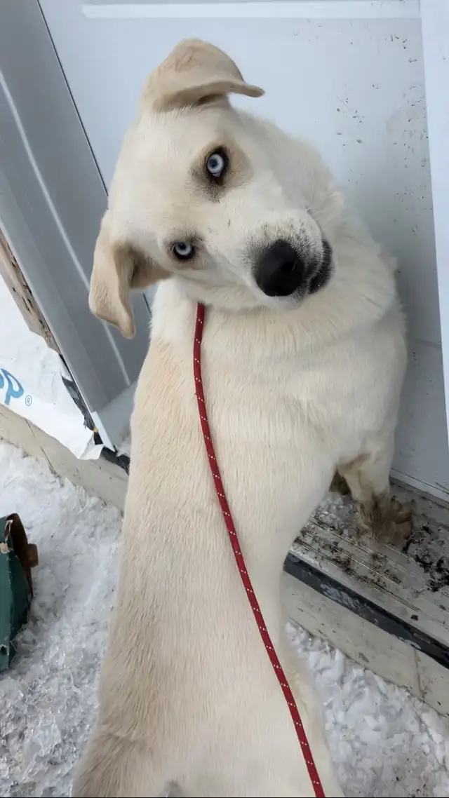 Montagne des Pyrénées 2 ans