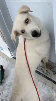 Montagne des Pyrénées 2 ans