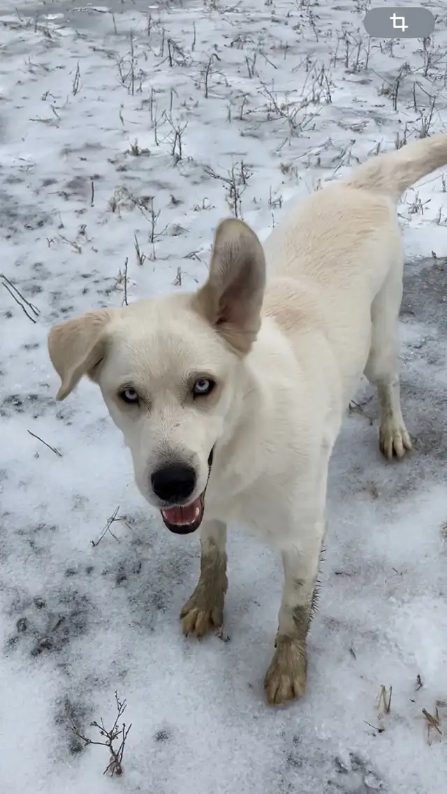 Montagne des Pyrénées 2 ans - Photo 2