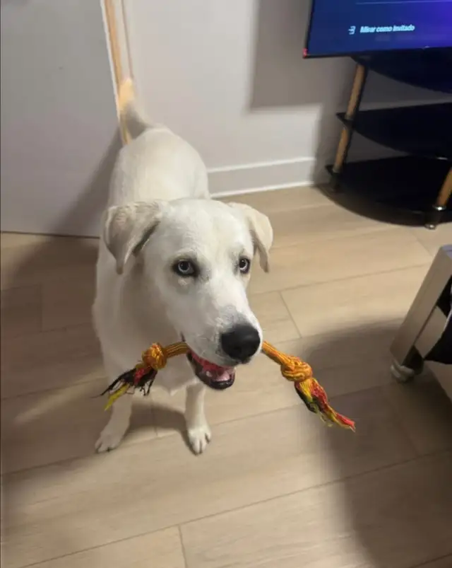 Montagne des Pyrénées 2 ans - Photo 3