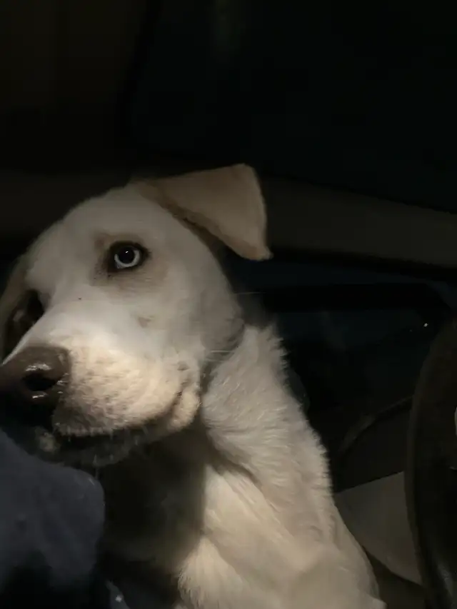 Montagne des Pyrénées 2 ans - Photo 4