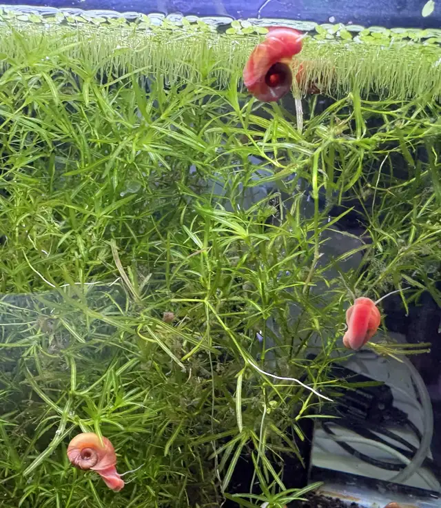 Pink RAMSHORN Snails – 10 for $5. w. 2 bonus (12 for $5.) - Photo 3