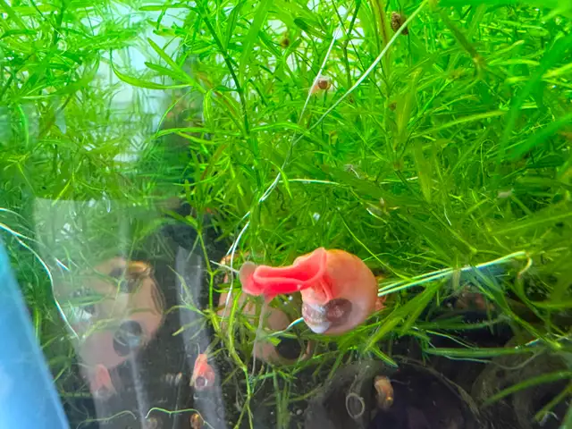 Pink RAMSHORN Snails – 10 for $5. w. 2 bonus (12 for $5.) - Photo 4