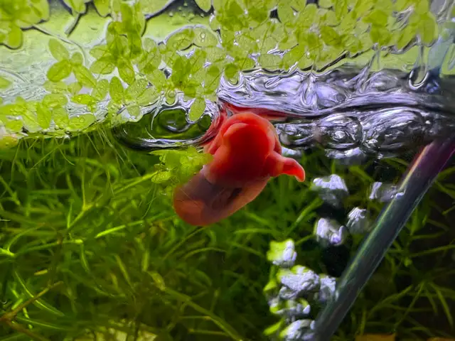 Pink RAMSHORN Snails – 10 for $5. w. 2 bonus (12 for $5.) - Photo 6