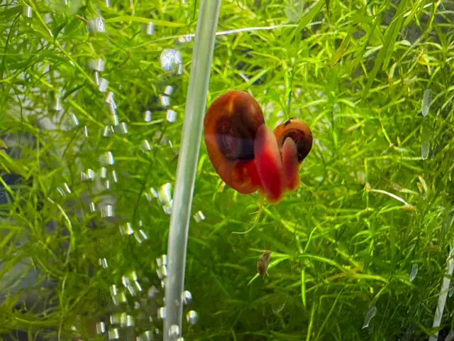 Pink RAMSHORN Snails – 10 for $5. w. 2 bonus (12 for $5.) - Photo 7