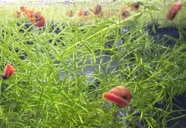 Pink RAMSHORN Snails – 10 for $5. w. 2 bonus (12 for $5.) - Photo 8