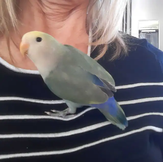 beau bébé inséparable roseicollis nourrit à la main - Photo 4