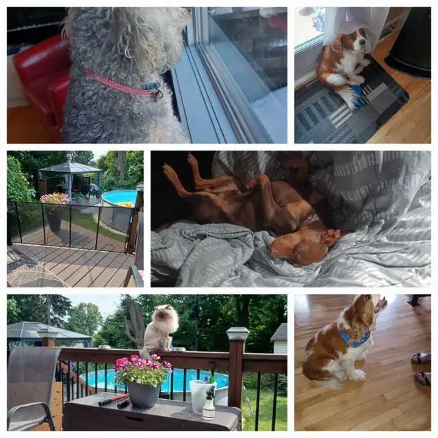 Vous avez besoin d'une gardienne pour votre petit toutou !!