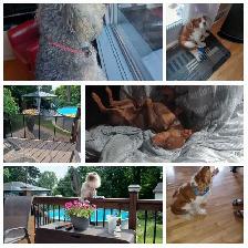 Vous avez besoin d'une gardienne pour votre petit toutou !!