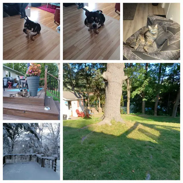 Vous avez besoin d'une gardienne pour votre petit toutou !! - Photo 2