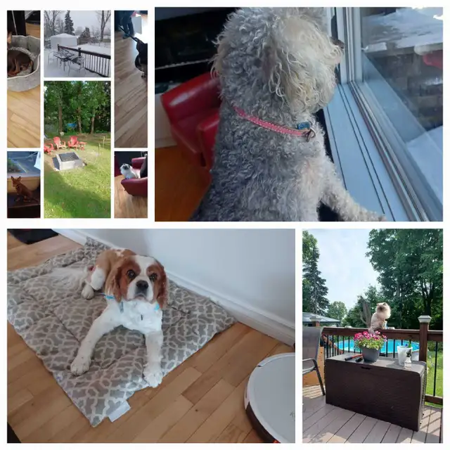 Vous avez besoin d'une gardienne pour votre petit toutou !! - Photo 3