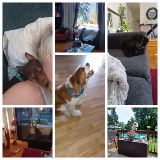 Vous avez besoin d'une gardienne pour votre petit toutou !! - Photo 4