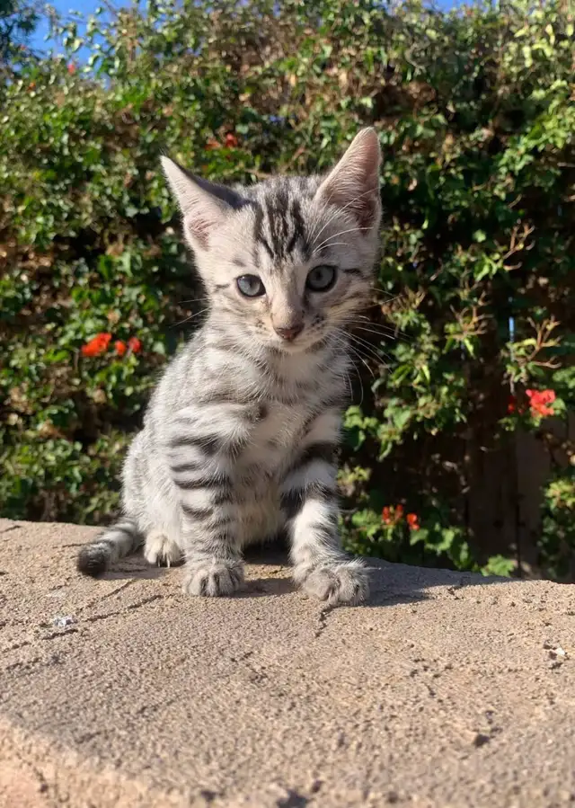 BENGAL CATS AND KITTENS FOR SALE