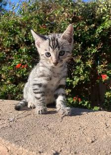 BENGAL CATS AND KITTENS FOR SALE