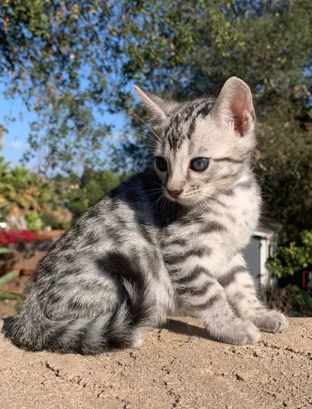 BENGAL CATS AND KITTENS FOR SALE - Photo 2