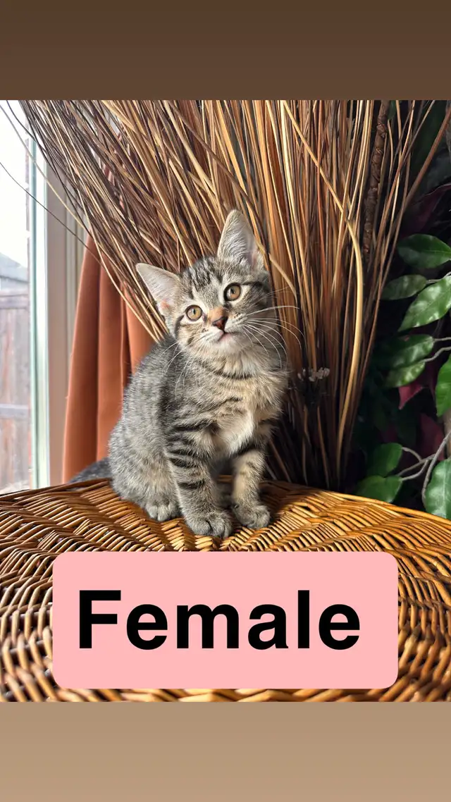 Kittens ready for new homes