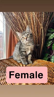 Kittens ready for new homes