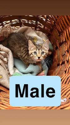 Kittens ready for new homes - Photo 2