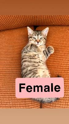 Kittens ready for new homes - Photo 3