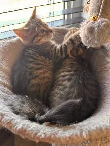 Kittens ready for new homes - Photo 4