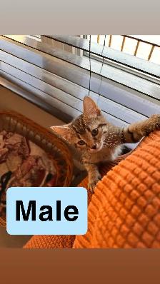 Kittens ready for new homes - Photo 5