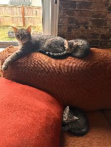 Kittens ready for new homes - Photo 6