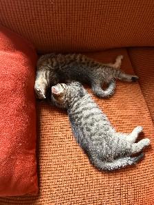 Kittens ready for new homes - Photo 7